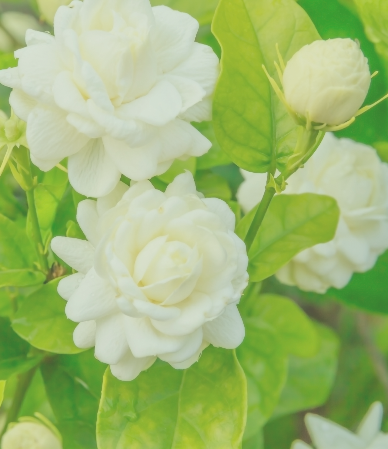JASMINE | The Garden - Scented candle