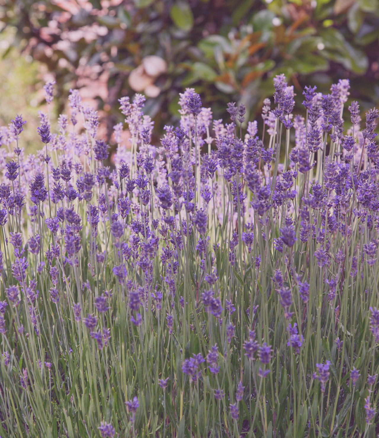 LAVENDER | The Garden - Scented candle